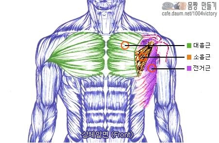 각 부위의 근육 명칭 및 근육에 대한 이해 : 네이버 블로그 각 부위의 근육 명칭 및 근육에 대한 이해 : 네이버 블로그