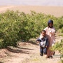 No. 8 - Damask rose 다마스크 로즈 농장의 아이들 (촬영장소: 모로코 장미계곡, 2008년 4월)