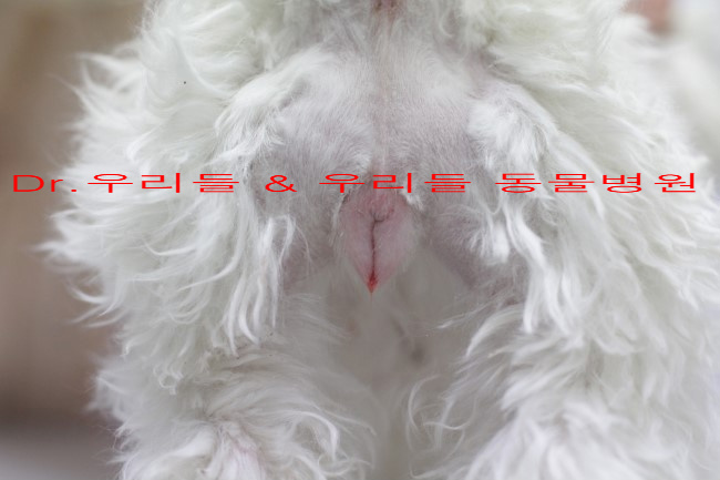 개가 짝짓기를 할 준비가 되었는지 어떻게 알 수 있나요