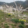 미선나무꽃 사이로 보이는 수선화꽃