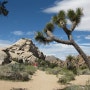 조슈아트리 국립공원(Joshua Tree National Park): 사막생태계를 볼 수 있는 생태교육의 현장