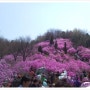 부천 원미산 진달래공원