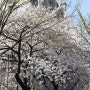 2011-04-16 여의도 벗꽃 축제