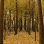 온라인 사진인화 색감 비교 : 은행나무 숲