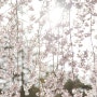 수양 벚나무