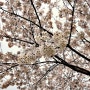 2011 cherry blossoms