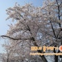 여의도 벚꽃축제~(윤중로 한강공원)