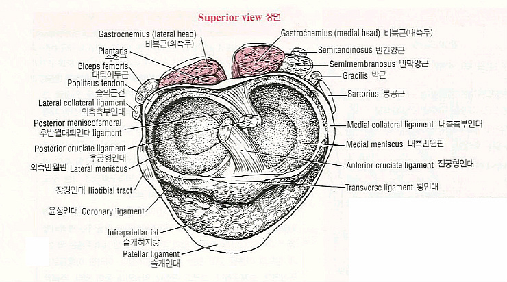 반월판(meniscus) : 네이버 블로그