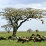 Tanzania Serengeti National Park :: 탄자니아 세렝게티 국립공원