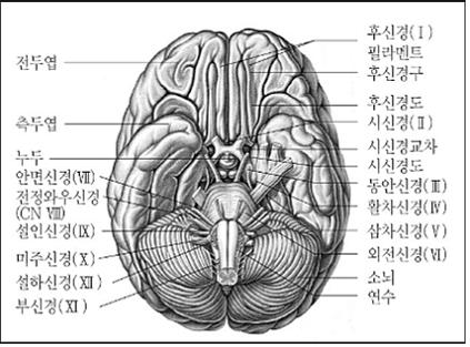 사람의 뇌에 대하여 : 네이버 블로그