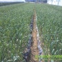 새롬 농원 광활한 마늘밭