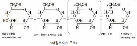 아밀로펙틴 구조