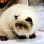 (1)TICA 캣쇼에 출전한 고양이들...*^^*