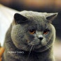(2)TICA 캣쇼에 출전한 멋진 고양이들...*^^*
