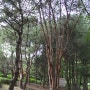 2011년 6월 19일 도봉산에서 본 신기한 소나무