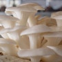 [국비지원요리학원] 버섯의효능2 - 국비지원요리학원