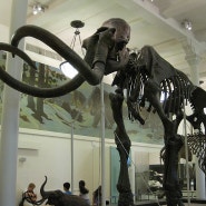 <뉴욕> 미국 자연사박물관, American Museum of Natural History