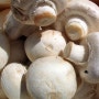 [국비지원요리학원] 버섯의효능10 - 요리상식