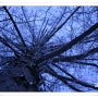 (사진) 겨울나무 1