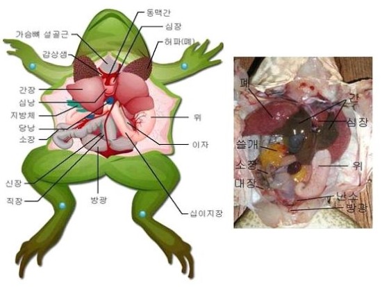 개구리해부 곱등이해부 : 네이버 블로그