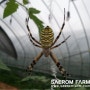 새롬농원의 곤충 파수꾼 거미 농부~