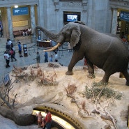 <워싱턴 D.C.> 스미스소니언 국립 자연사박물관(Smithsonian's National Museum of Natural History)