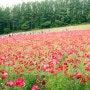 일본인도 꿈꾸는 곳… 푸르디 푸른 ‘여름날의 홋카이도’
