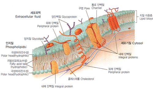 세포막의 구조 : 네이버 블로그