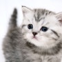 아기고양이/귀여운고양이사진/고양이배경화면
