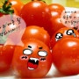 방울 토마토 다이어트 ♥ 방울 토마토 다이어트 함께 하실래요? +ㅅ+