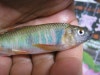 オイカワ（ヤマベ）오이카와 (야마베)多摩川 魚물고기 釣낚시 綺麗に 