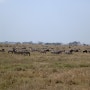 Animal kingdom of Serengeti