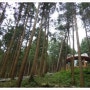우드랜드 2탄(장흥)편백숲