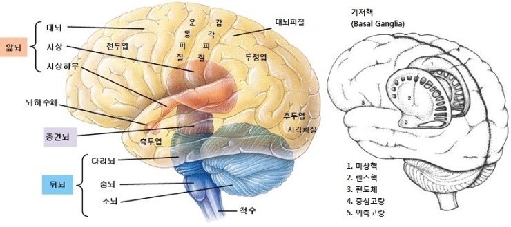 기저핵과 운동피질 : 네이버 블로그