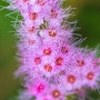 꿀벌과 나비, 단골 맛집 꼬리조팝 꽃