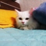 [페르시안 클래식] 우리집 첫 고양이 사샤양을 소개할께욧!!!