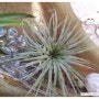 [틸란드시아] IONANTHA (ZEBRINA) TILLANDSIA