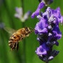 바쁜 꿀벌은 슬퍼할 겨를이 없다. honey bee