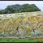 가을의 와이너리 58 - 랑가눅 와인 Langanook Wines, 벤디고 호주