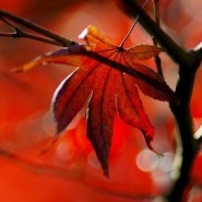 가을 이미지