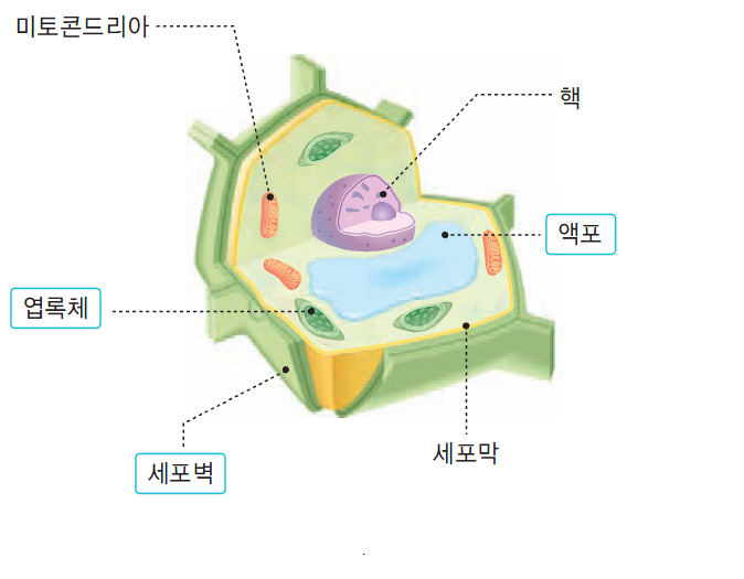 동물세포 엽록체