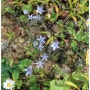 자주쓴풀(Swertia pseudochinensis H.Hara)