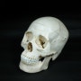 Asian skull model . 最初のアジア人頭蓋骨模型 .