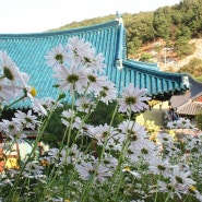 충남 공주 영평사 구절초축제