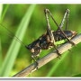오랫동안 모아 둔 곤충 사진들