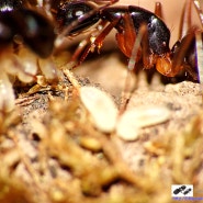 [개미]갈색발왕개미 응애의 역습 (사진 클릭시 원본보기가능)
