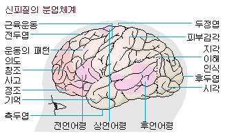 대뇌 [大腦, cerebrum] : 네이버 블로그