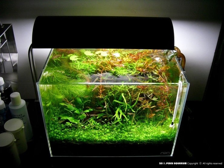 ADA solar mini M - 80 dayz.. ﻿﻿﻿﻿﻿﻿﻿﻿﻿ : 네이버 블로그