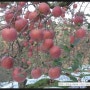 소백산 꿀사과 부사,꿀부사 사과 ,달고 아삭한 사과수확