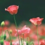 아름다운 꽃 이미지